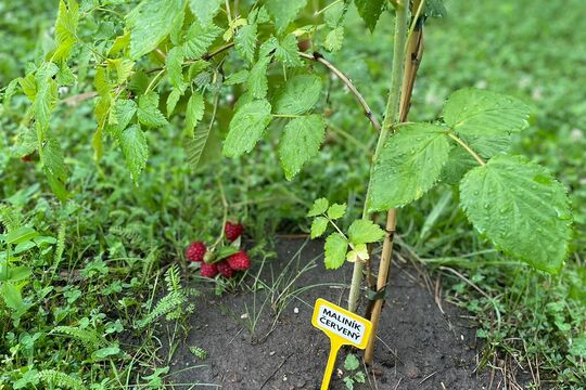 Slavnostní otevření naší "Jedlé školní zahrady" 1