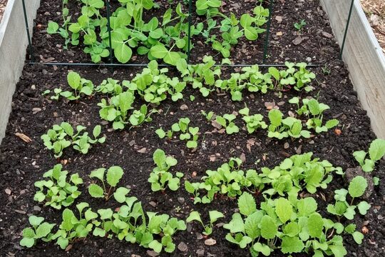 Klimatická zahrada Klimatická zahrada 1