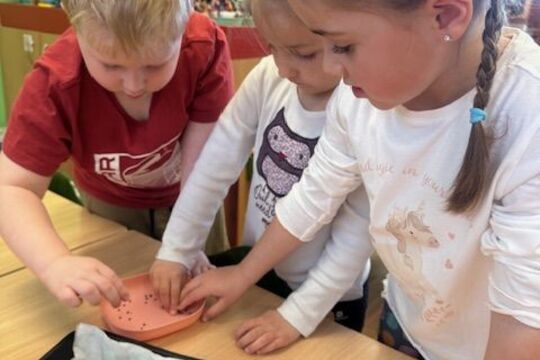 Microgreens - Sovičky 1