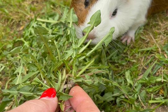 Venčíme morčátka  1