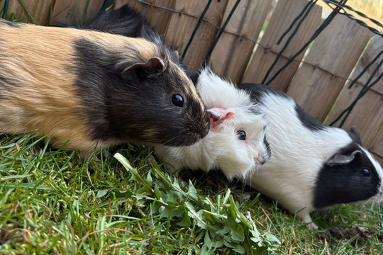 Zvířátka i o prázdninách Zvířátka i o prázdninách 1