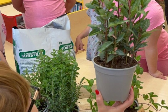 Bylinky a rajčátka od kamarádů Bylinky a rajčátka od kamarádů 1