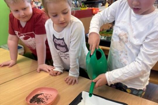 Microgreens - Sovičky 1