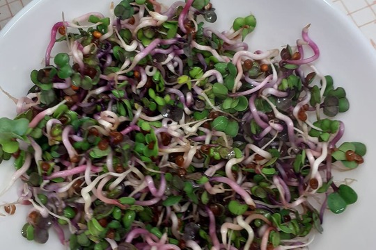 Microgreens na talíři  1