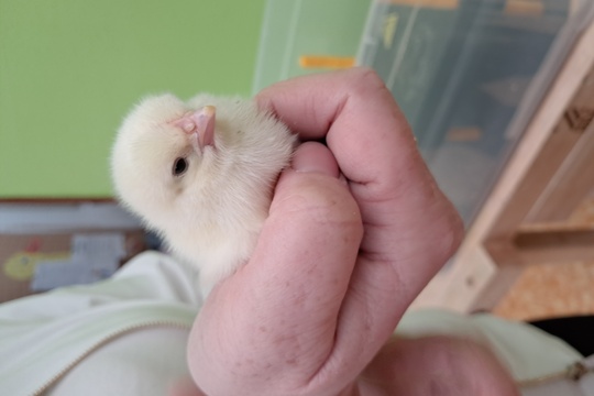 Projekt Líhnutí kuřátek 1