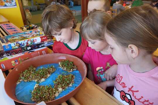 Co roste na Zemi - Sluníčka 1