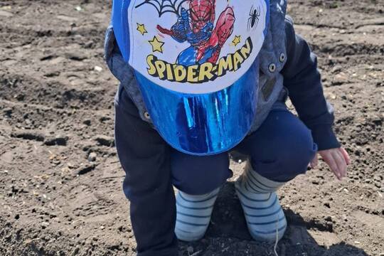 Sázení dýní 1