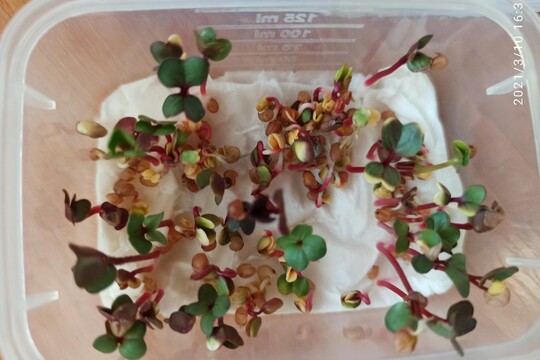 Pěstování Microgreens po uzavření MŠ – Výzva pro děti a rodiče 1