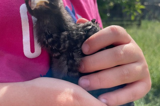 Farmář: kuřátka a kachňátka 1