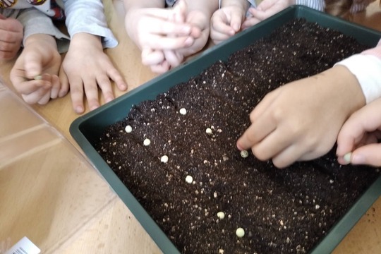 Pěstování microgreens 1