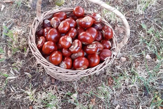 Nelinka a kaštany  1