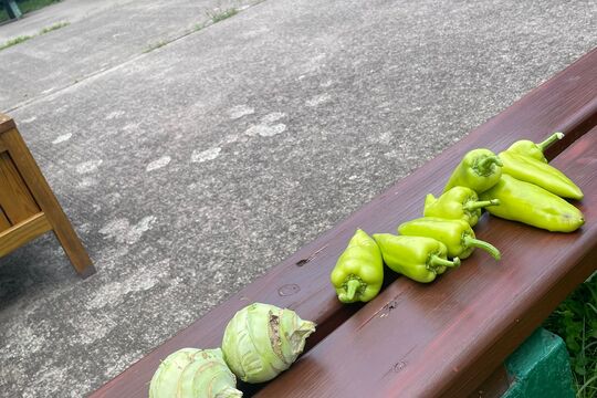 Slavnostní otevření naší "Jedlé školní zahrady" 1