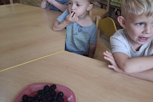 MŠ Soběchlěby - sběr ostružin z naší zahrádky 1