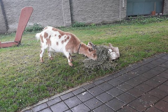 II. ročník dětského farmářského dne 1