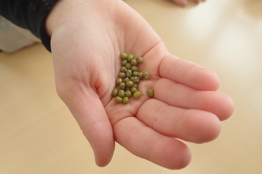 Klíčení mungo fazolí 1