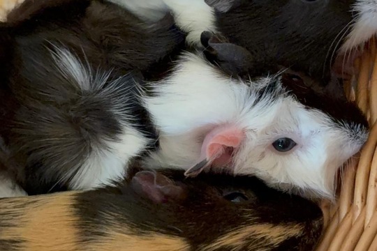 Máme nové mazlíčky Máme nové mazlíčky 1