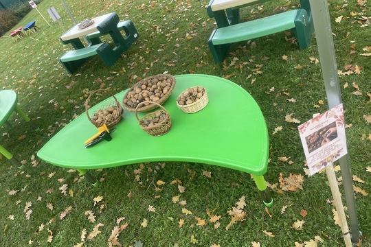 Podzimní slavnost - Jablka a řepa 1