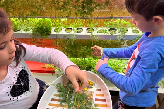 Třída Veverky - Kopr z hydroponické zahrádky 1