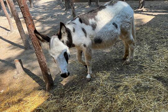 FARMAPARK U TOMA 1