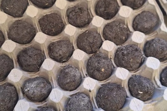 Květinové bomby Květinové bomby 1