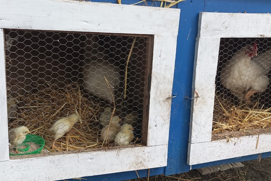 Farma s domácími zvířaty – Duběnka 1