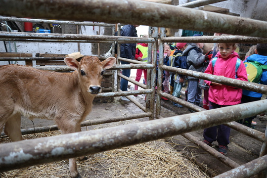 Tématický výlet za zvířátky, farma: Varnsdorfský kocour 1