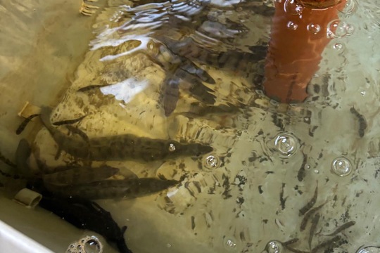 Lokální a čerstvé  1