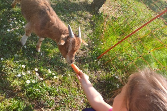 Udělali jsme si sami mufinky na výlet na farmu 1