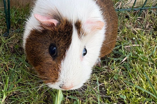 Zvířátka i o prázdninách Zvířátka i o prázdninách 1