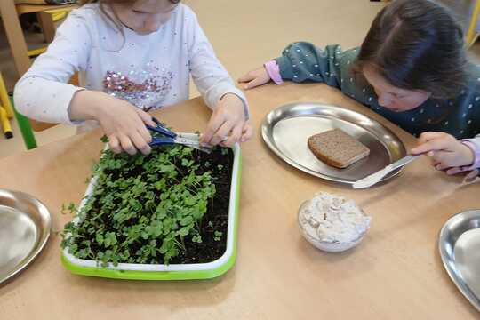 Microgreens 1