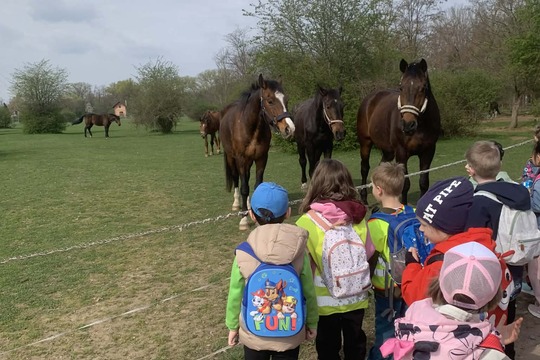 Výlet na farmu koní  1