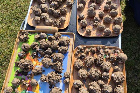 Zasaď dobro s kuřátkem  1