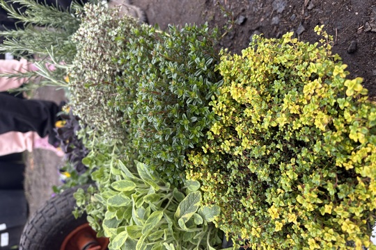 Podpora lokálního zahradnictví Podpora lokálního zahradnictví 1