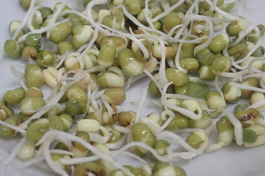 Klíčení mungo fazolí 1