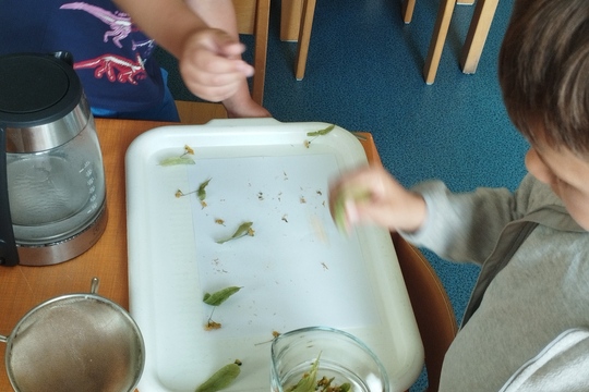 Naše ohromná lípa rozvoněla celou zahradu  1