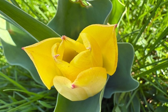 Sobotní zahrádka  1