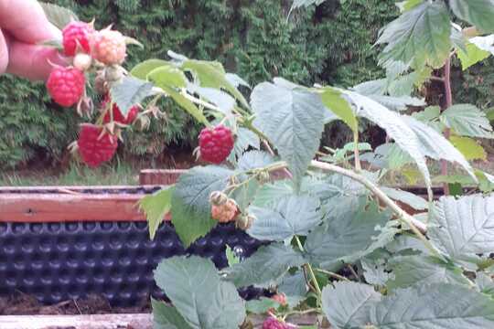 Podzimní úroda Podzimní úroda 1