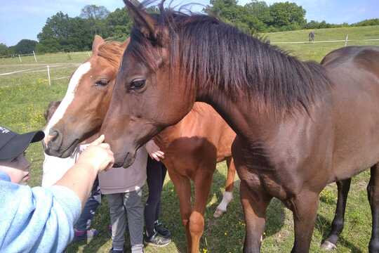 Návštěva farmy "Appaloosa". 1