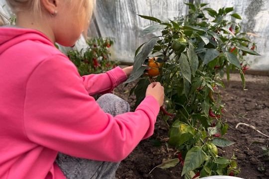 Od semínka až na talíř: Děti z 2.B sklidily úrodu ze školního skleníku Od semínka až na talíř: Děti z 2.B sklidily úrodu ze školního skleníku 1