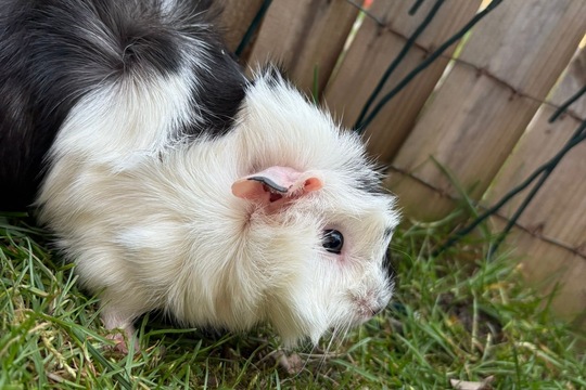 Zvířátka i o prázdninách Zvířátka i o prázdninách 1