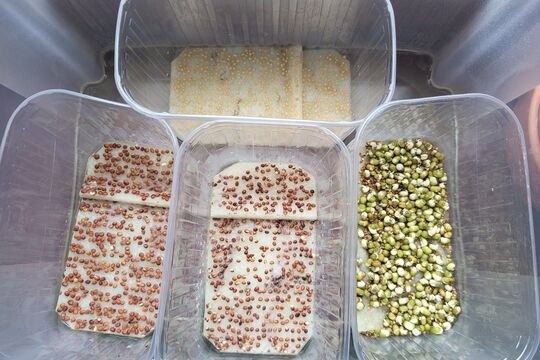 Microgreens - Kytičky 1
