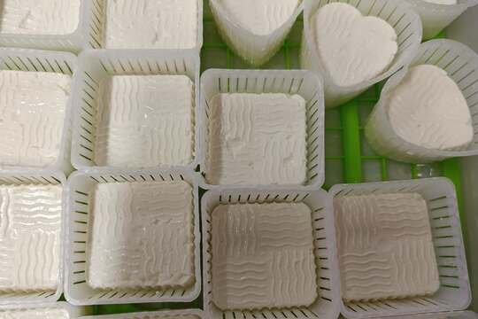 MŠ vyrábí sýry 1