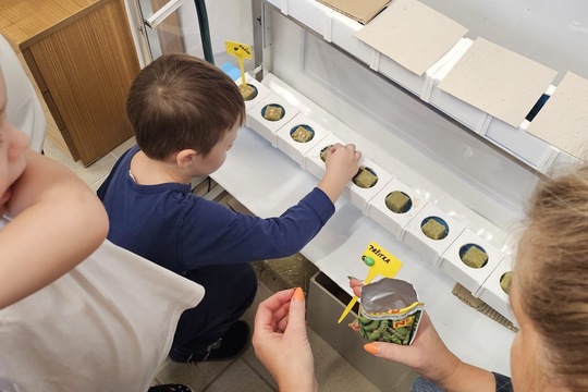 Berušky z MŠ Kollárova sází bylinky do hydroponické zahrádky 1