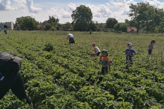 návštěva jahodové plantáže  1