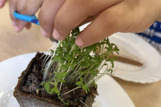 Smíškové a microgreens  1