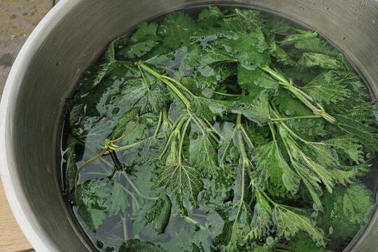 Cesta za tajemstvím babiččiny kuchyně: JARO a SÍLA probouzející se přírody 1