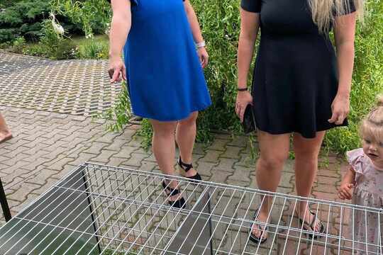 Zahradní slavnost  1