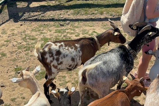 Za zvířátky a sluníčkem Za zvířátky a sluníčkem 1
