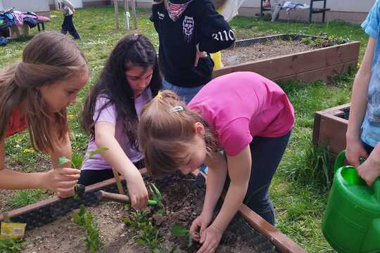Sázení sazenic kedluben  1