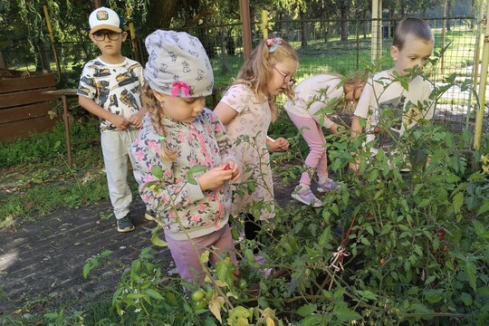 Odpolední sklizeň ze školní zahrady. Odpolední sklizeň ze školní zahrady. 1